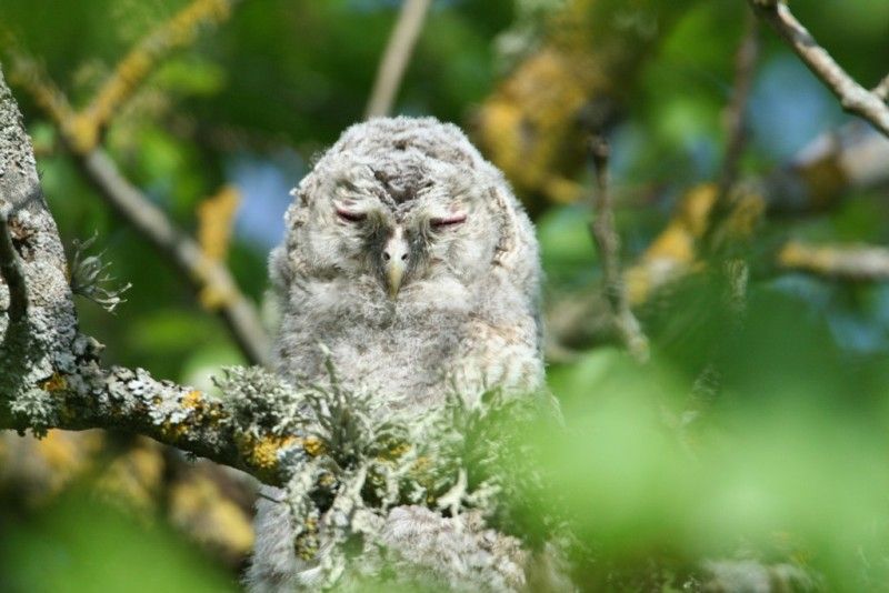 Estonian Tawny Owl Webcam 2014 - Page 24 IMG_3435_zps382d696d