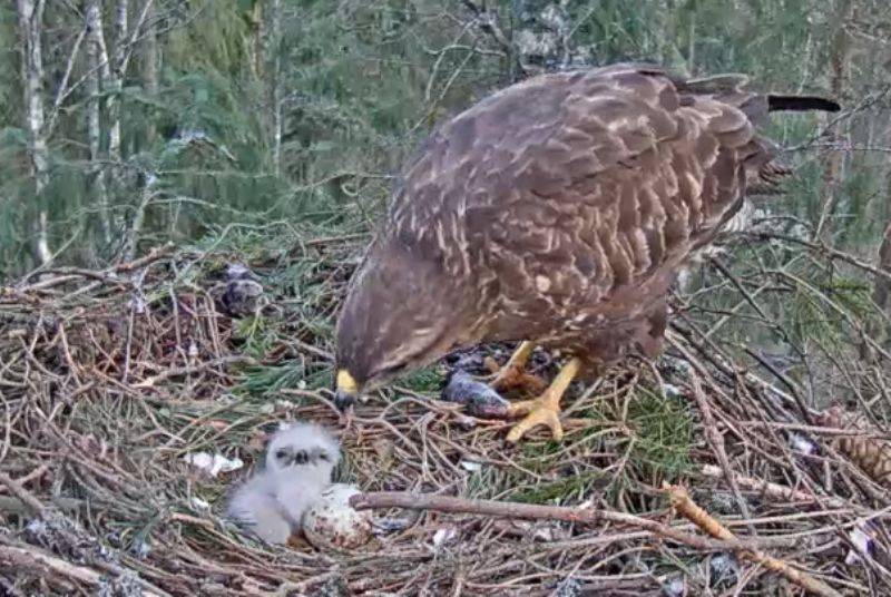 Buzzard Cam 1 - Mari and Mihkel ScreenShot003_zps86z4flql