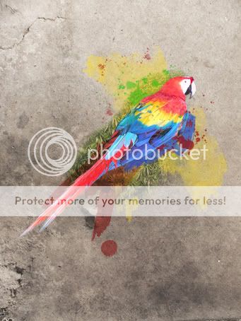 AfroAnt's Gallery Parrotpic