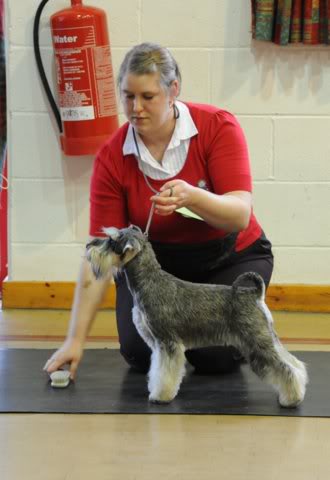 Schnauzer Club Of Great Britain DSC_2647