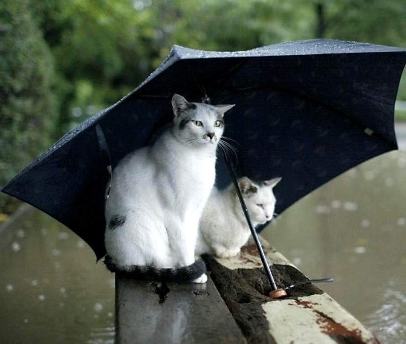 Foto, humor, pamje qesharake - Faqe 3 Un_petit_coin_de_parapluie