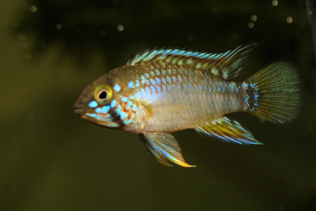 Apistogrammas - Os nossos amigos! Pebas_morado