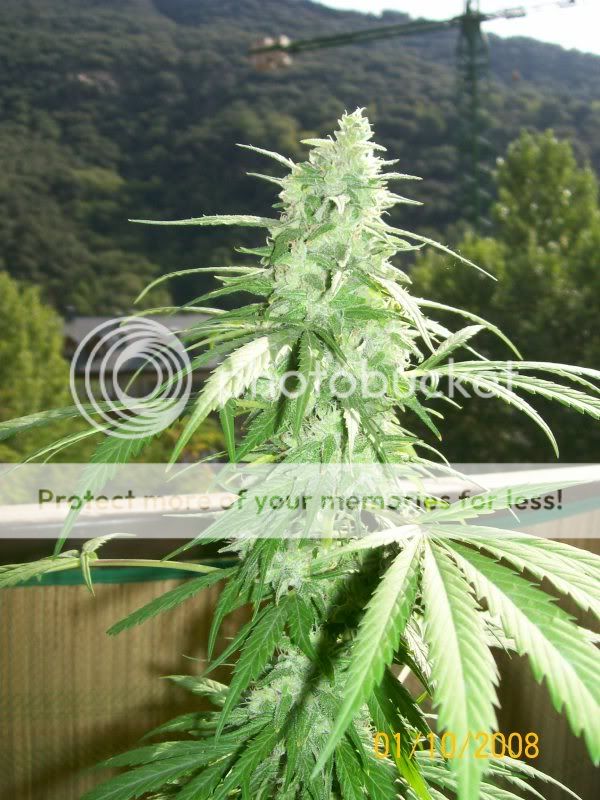 C-99 de Reeferman 009-9