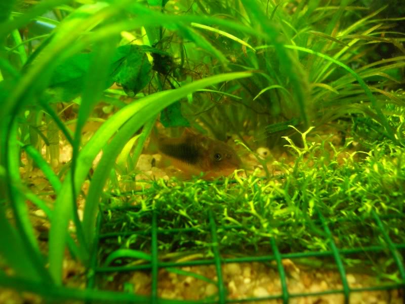 Corydoras (habitats) CIMG1711