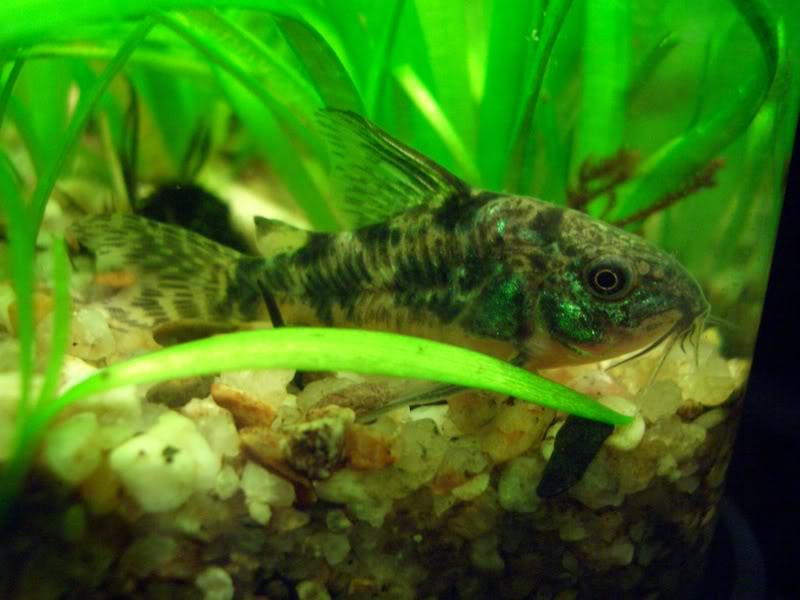 Corydoras (habitats) CIMG1725