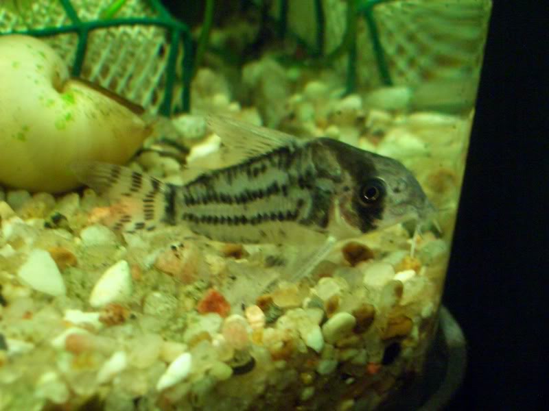 Corydoras (habitats) CIMG2198