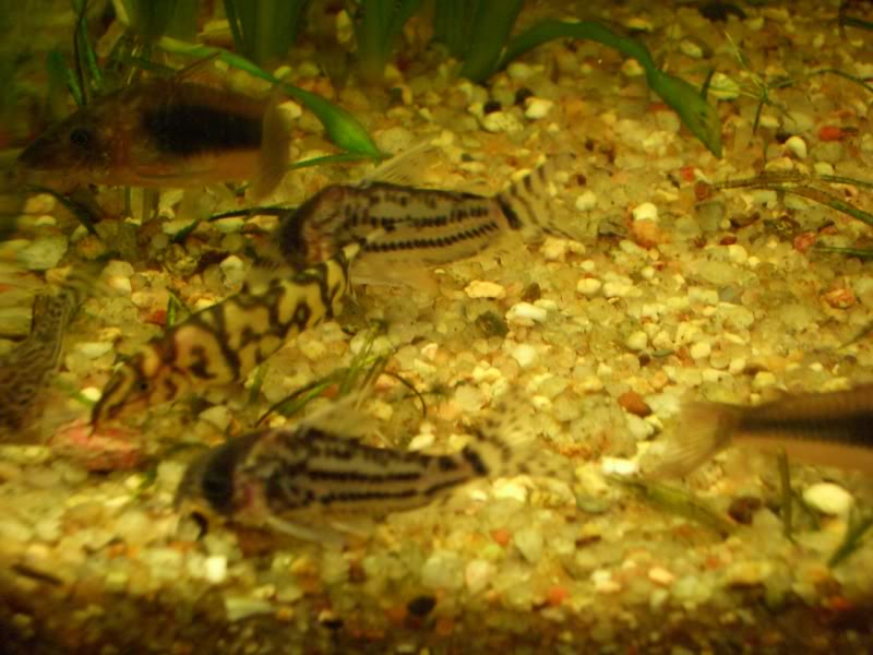 Corydoras (habitats) CIMG2232