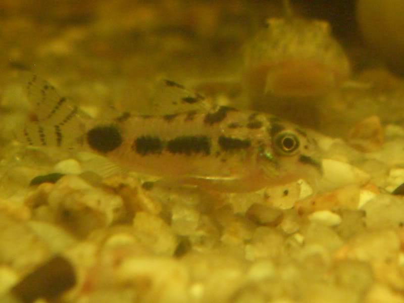 Corydoras (habitats) CIMG3186