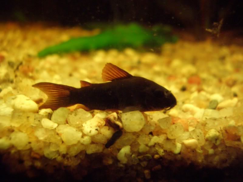 Corydoras (habitats) CIMG3587-1