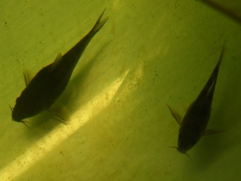 Corydoras (habitats) CIMG3592