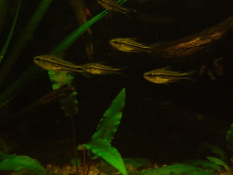 Corydoras (habitats) CIMG3595