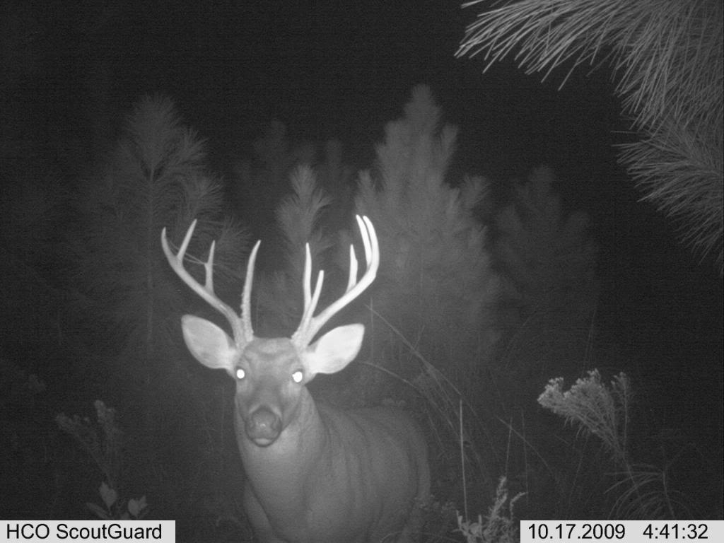 South GA bucks Buck1a