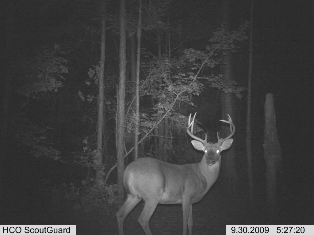 South GA bucks Buck3