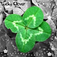 Avatar Clover 471049145_a0b1ca4d38422141