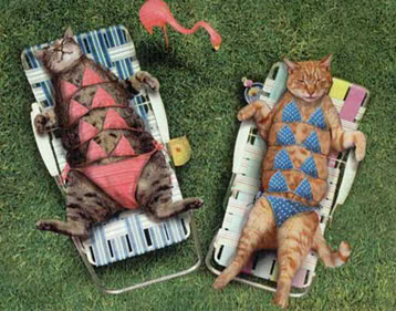 Gambar-gambar Lucu - Page 10 Funny-cat-picture-modest-sunbathers