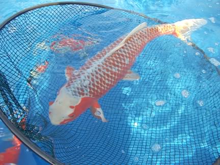 KZN 2010 Koi Show DSC00262