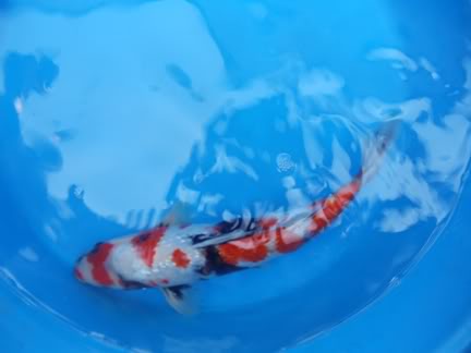 KZN 2010 Koi Show DSC00269