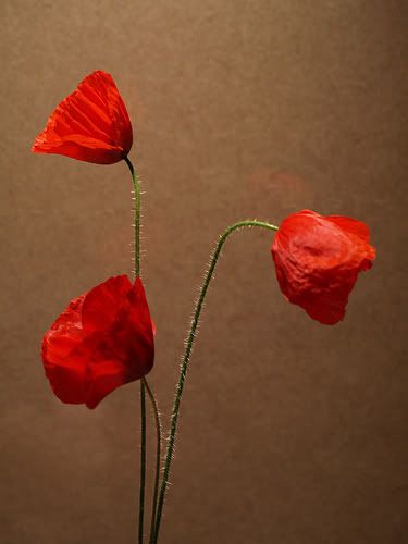 Happy Birthday Poppy! Threepoppies