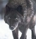 kurofu, The Dark Wolf Black_wolf_by_CallistoTheWolf