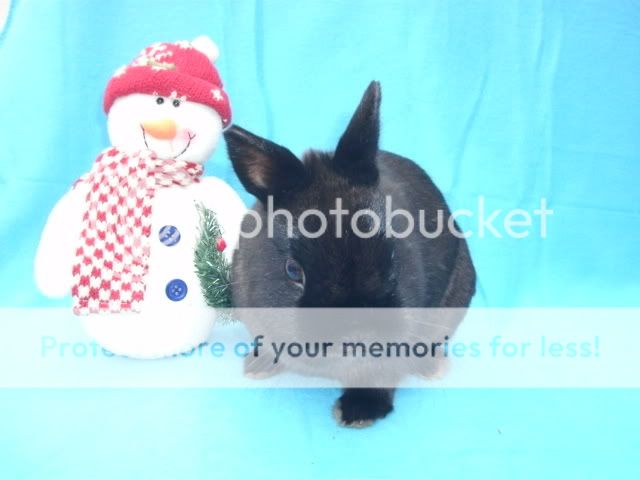 Hoppy Christmas From the Nethies Marley2