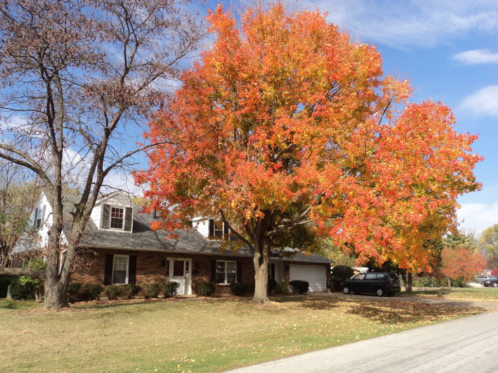 The Leaves are in color so I took a ride DSC01361