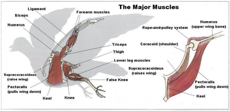  ادوية طيور الزينة في منزلك Avian-Muscles