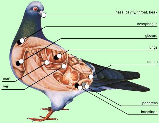 ادوية طيور الزينة في منزلك   Pigeon02