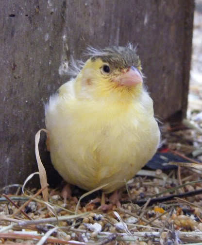 canary chick3