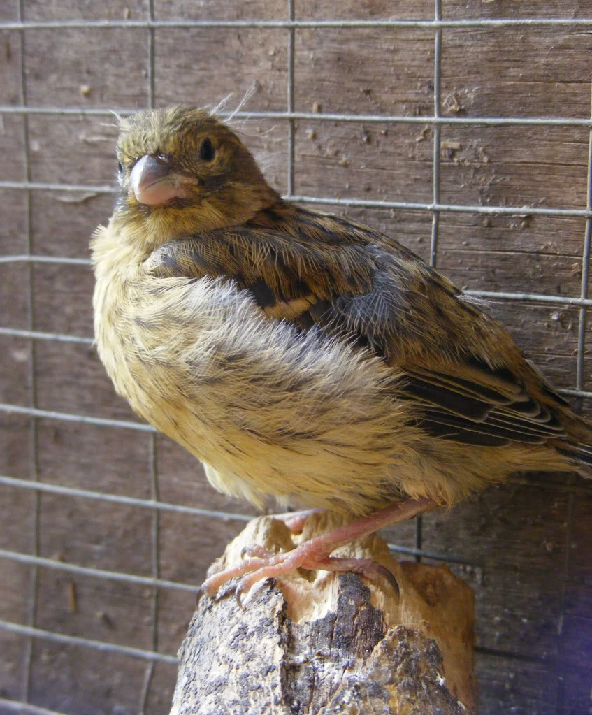 canary chick1