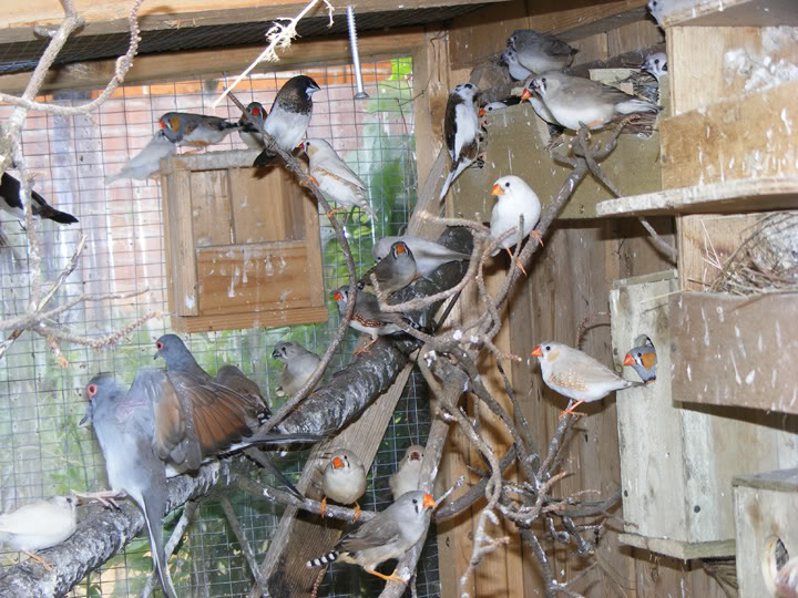 aviary