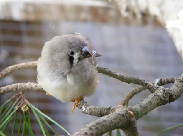 fledgling zebra finch