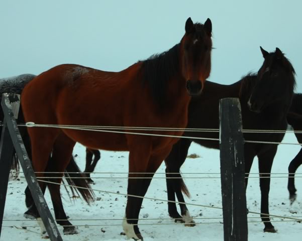 un petit boujour en passer et rajout de photo !!! IMG_3407