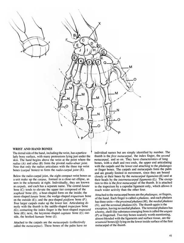 [RESSOURCES] Tout sur l'anatomie (ou presque) Sanstitre38