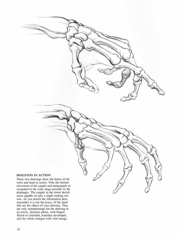 [RESSOURCES] Tout sur l'anatomie (ou presque) Sanstitre39