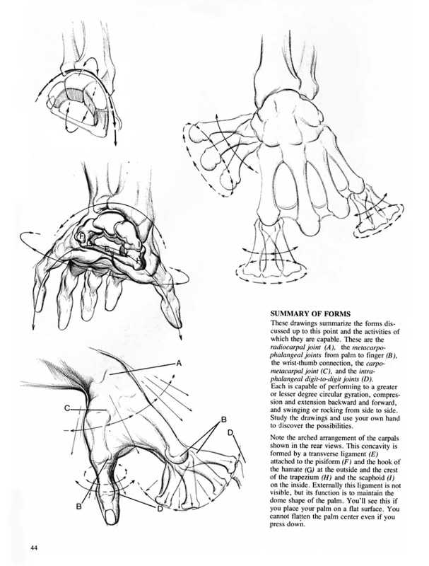 [RESSOURCES] Tout sur l'anatomie (ou presque) Sanstitre41