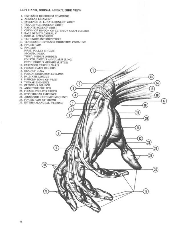 [RESSOURCES] Tout sur l'anatomie (ou presque) Sanstitre45