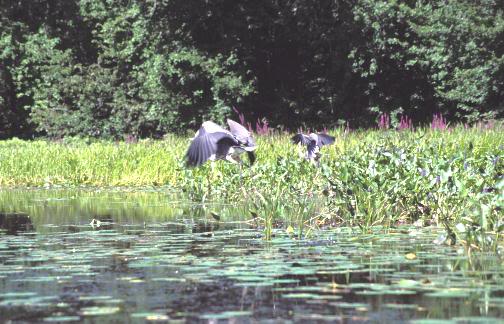 Le Brochet a la pêche blanche Image_15748_300dpi