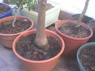 MUNDOBONSAI EN EL MUNDO DSC00773