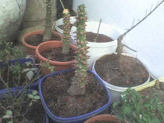 MUNDOBONSAI EN EL MUNDO DSC00777