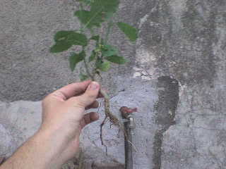 yamadori - Un yamadori no muy interesante... DSC00933