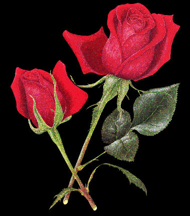 ..."i love roses"... Ros007