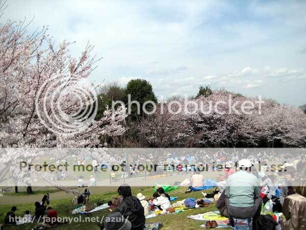 El famoso juego de la foto Hanami2008