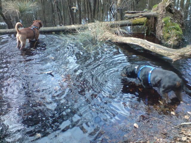 Balou en Joep de maatjes op pad DSC03490