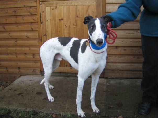 Desmond - 5 Year Old Greyhound - Shropshire Desmond