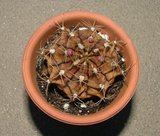 Gymnocalycium - Page 2 Th_gymnocalyciummihanovichii2