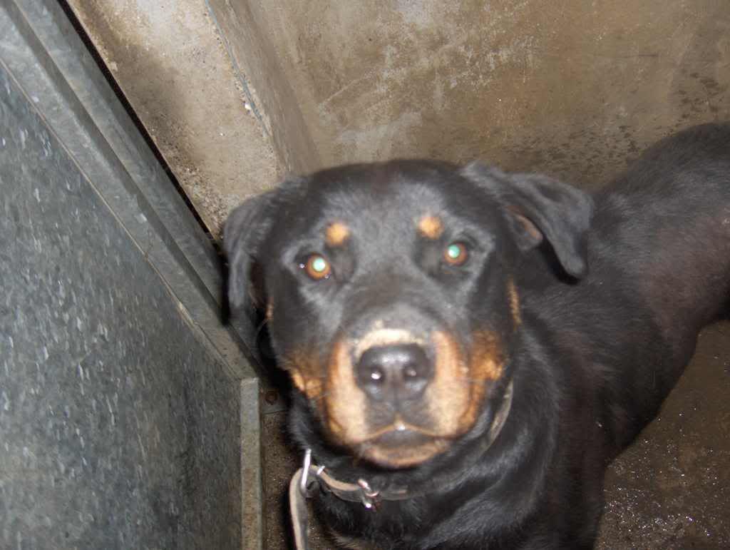 Out and safe: Dunboyne Stray - Jolene, rottie HPIM3203