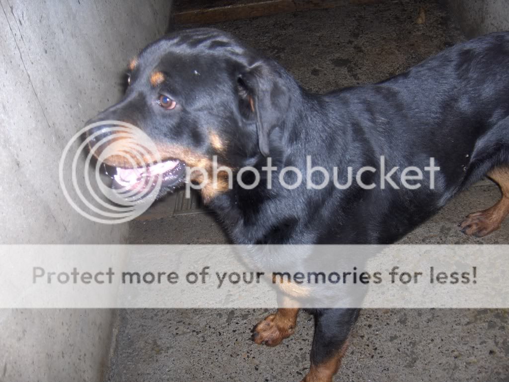 Dunboyne Surrender - Rex, rottie HPIM3522