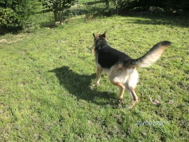 Booker beautiful 1 year old GSD male Homed Dogpics5235