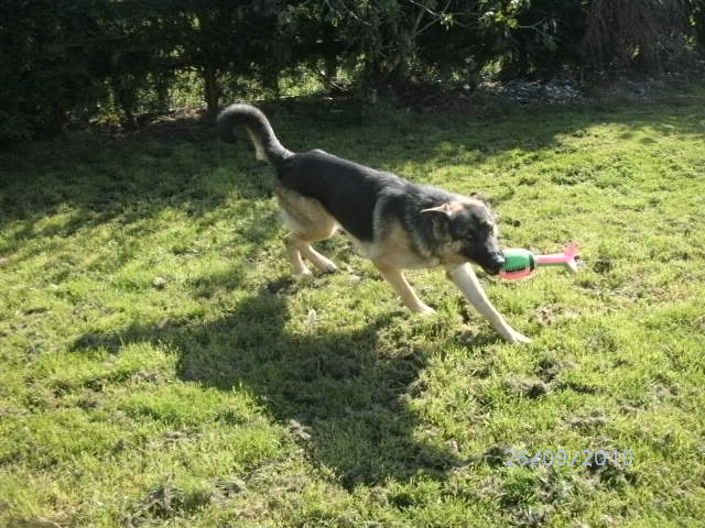 Booker beautiful 1 year old GSD male Homed Dogpics5236