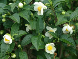 - - - Bán cây Chè Xanh ( Trà Xanh ) có h﻿﻿﻿﻿﻿﻿ình rất đẹp ! - - - Camellia_sinensis_2